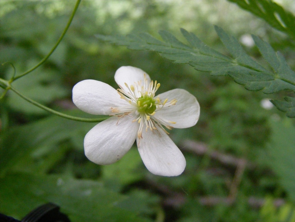 Ranunculus platanifolius / Ranuncolo a foglie di platano